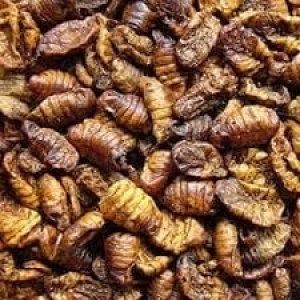 883ae8e53ec56ba17d172b683404e1e8a195dcf4