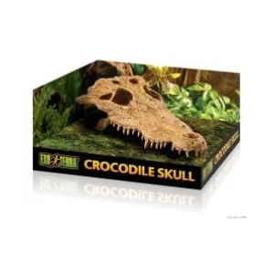 crocodileskull