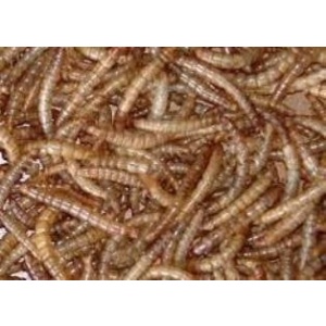 gedroogde-meelwormen-kopen-online