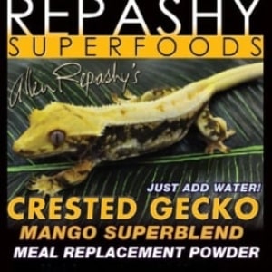 repashycrestedgeckomango-1