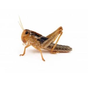 sprinkhaan-middel