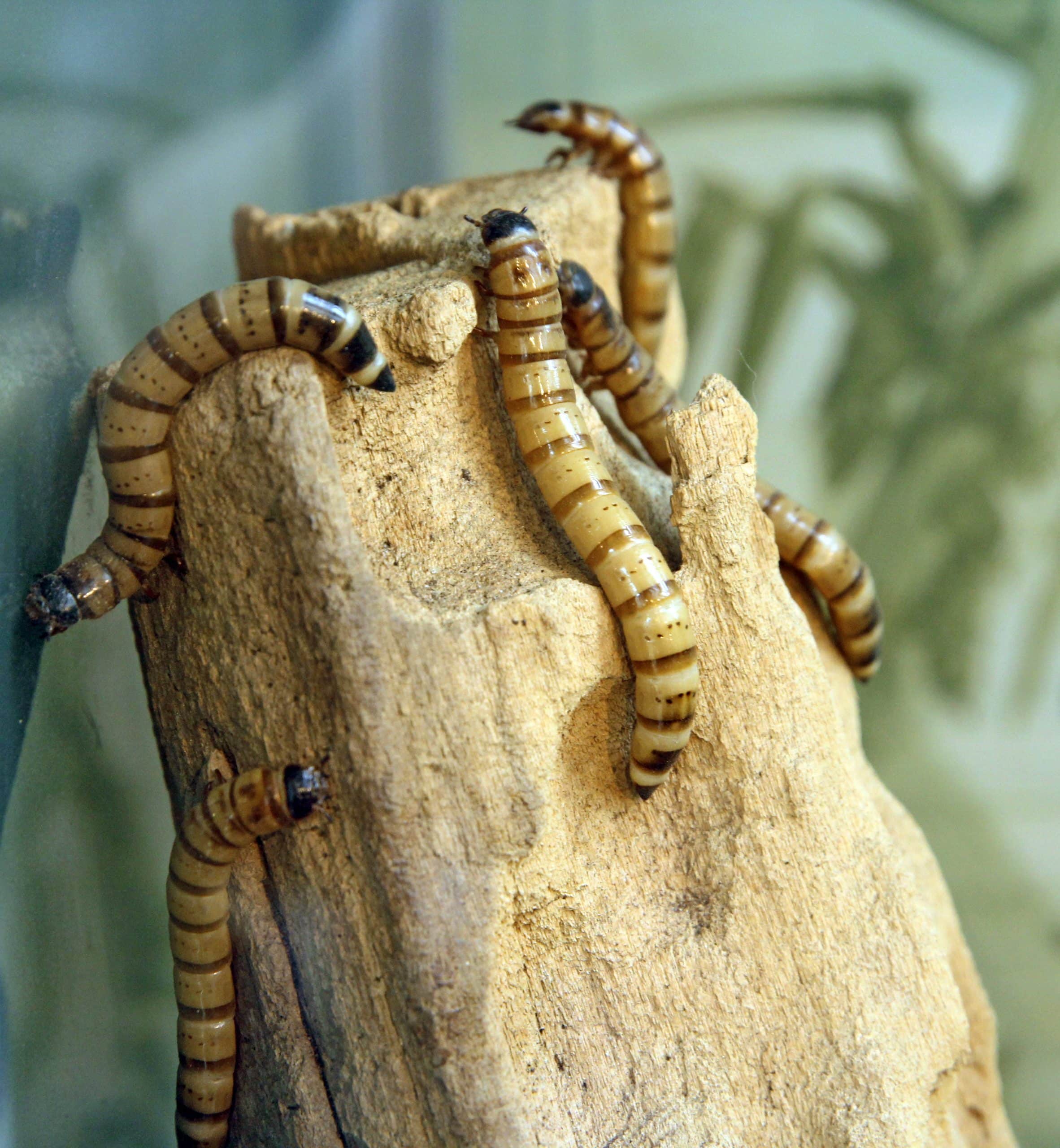 Large white worms crawl on a dry tree