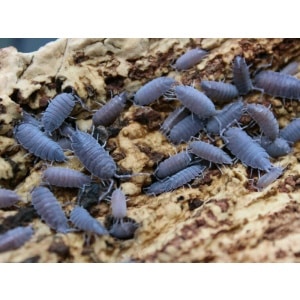 Porcellio pruinosus, P.pruinosus ( Blue )