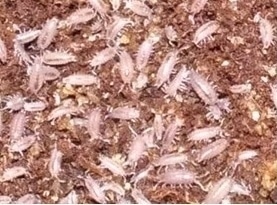 Tropische Pissebedden