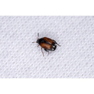 Adult Large-horned Bruchid Beetle