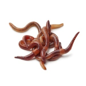 Heap of earthworms