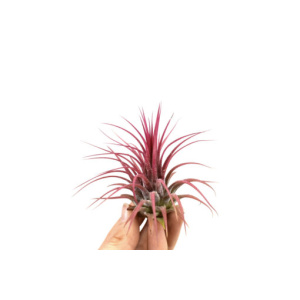 till-ionantha-rood