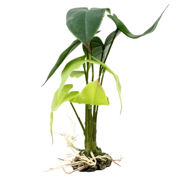 Alocasia groen small